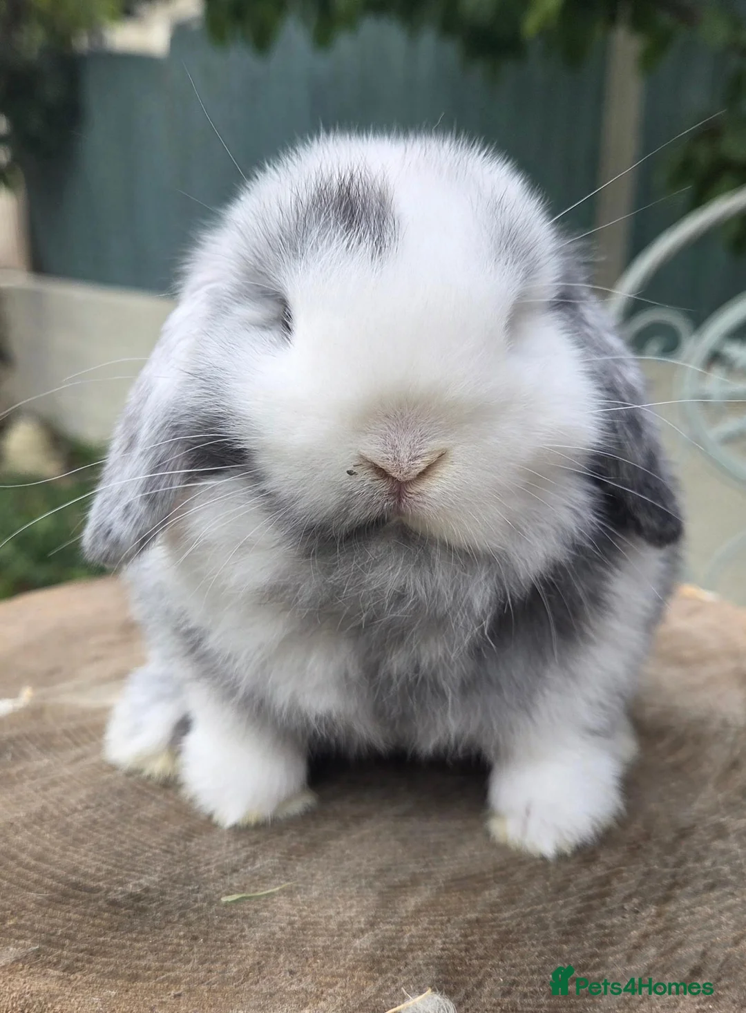 Mini Lop rabbits for sale: Mini lop magpie boy ready now  - Advert 1