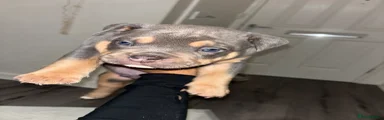 Pocket Bully Puppy 4