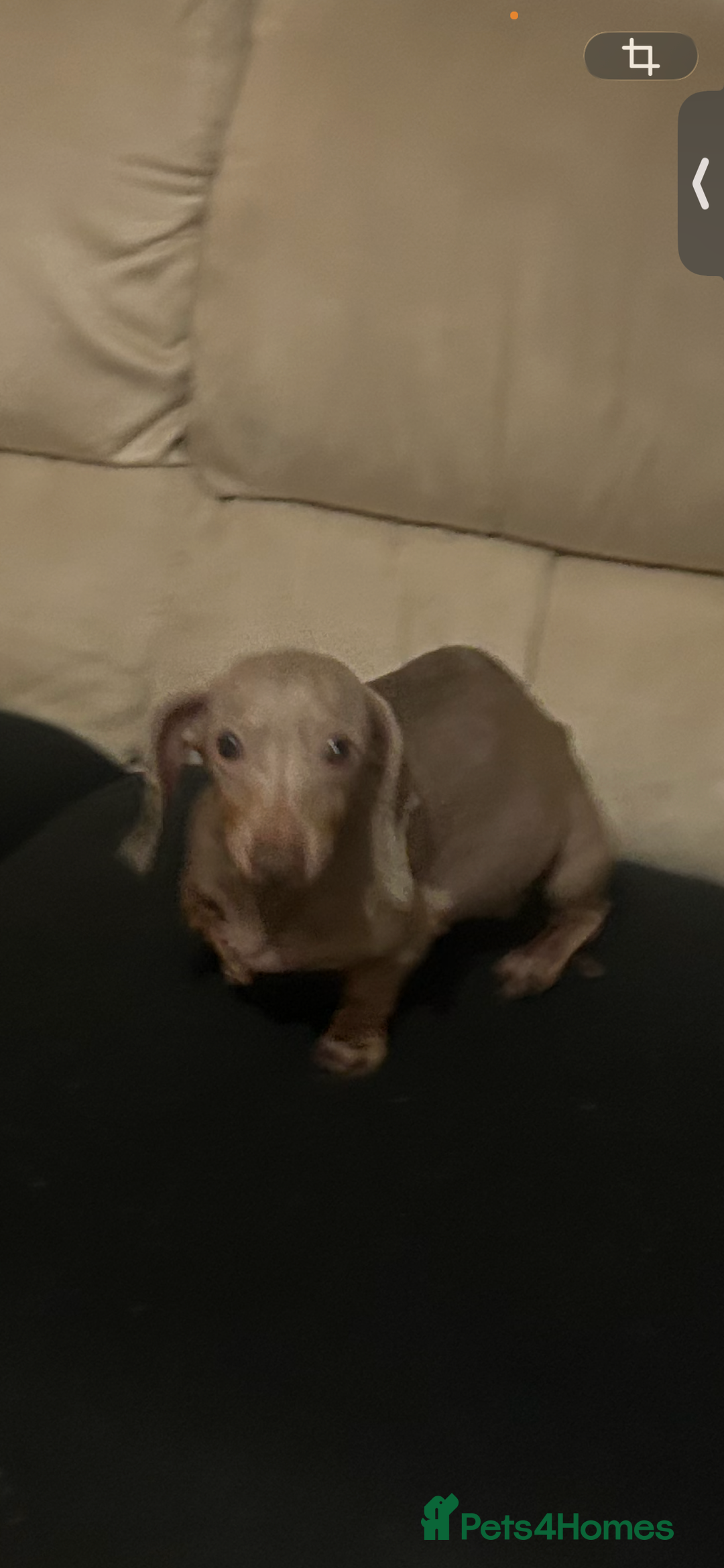 Dachshund dogs for sale: Miniature lilac  dachshund - Advert 2