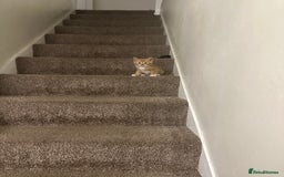 Domestic Shorthair cats for sale: 5 boy kittens for sale - Image 12