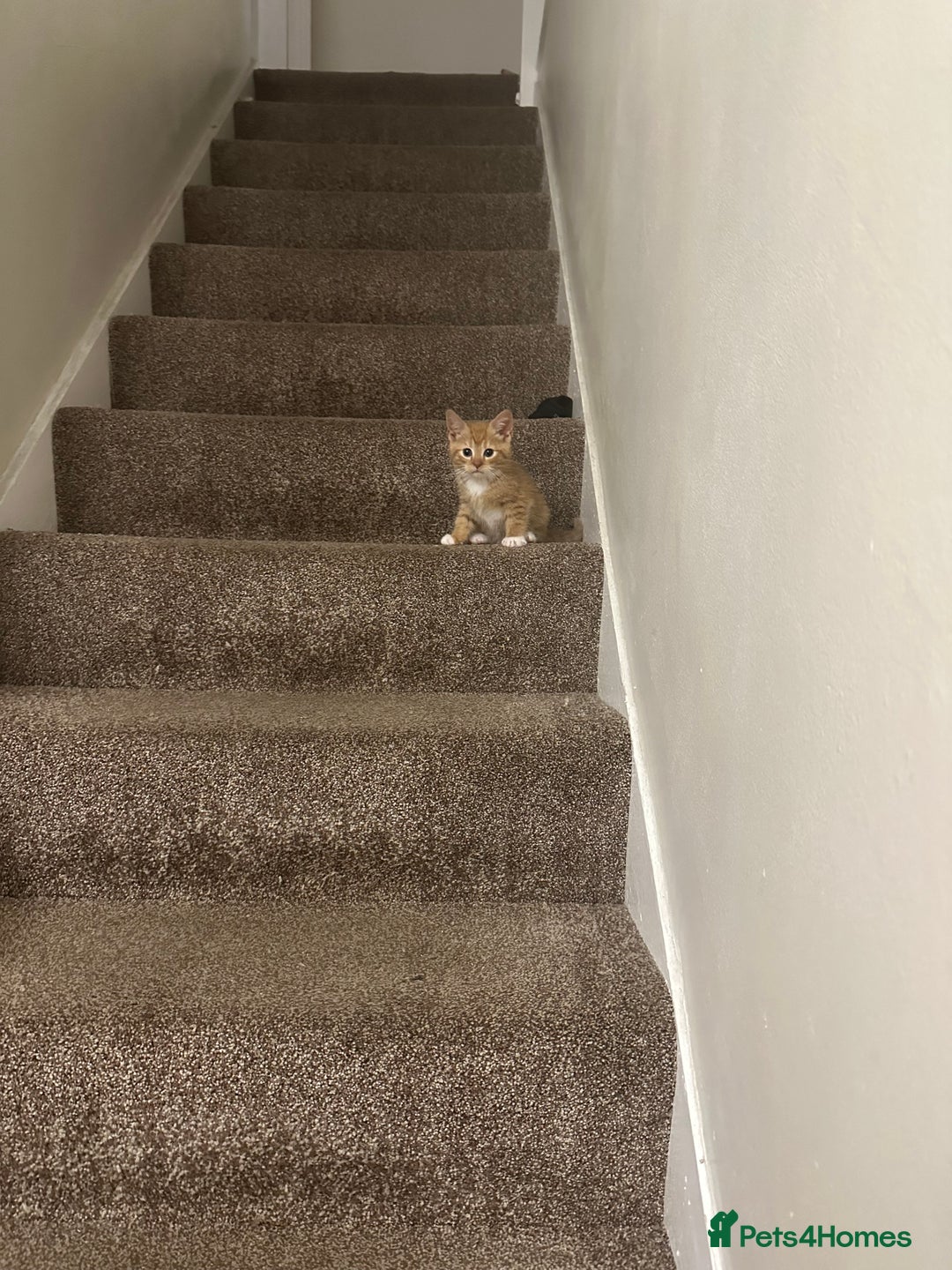 Domestic Shorthair cats for sale: 5 boy kittens for sale - Image 12