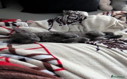 Russian Blue cats for sale: 3 Month Old Kitten Looking 4 a Loving Forever Home - Advert 6