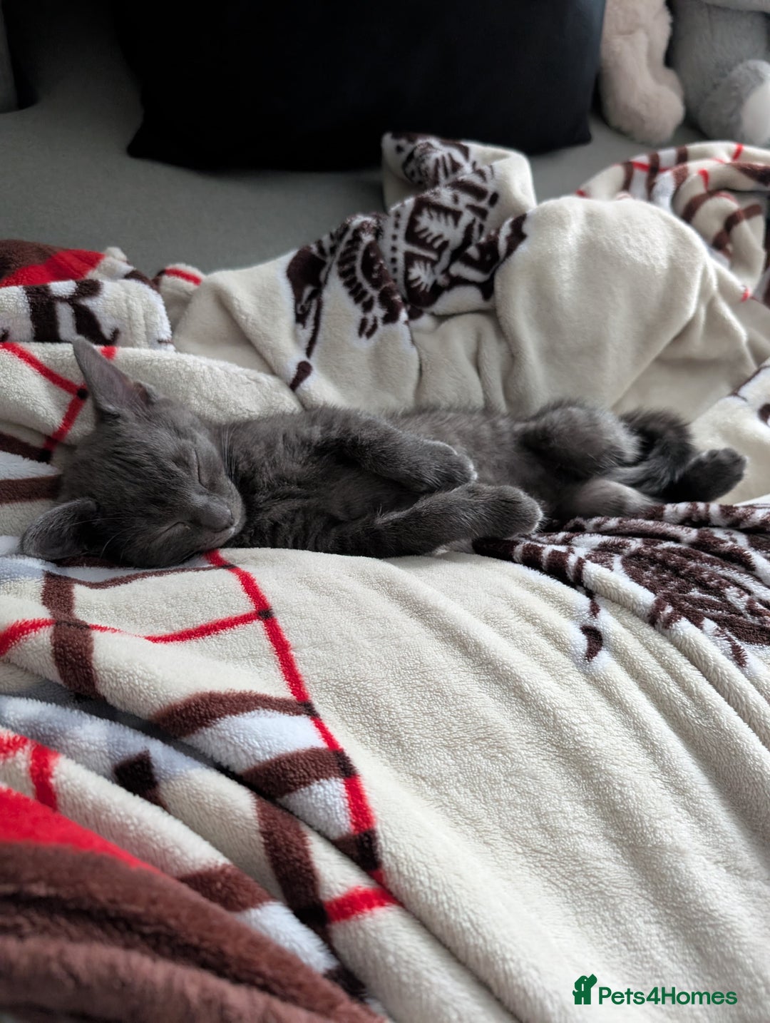 Russian Blue cats for sale: 3 Month Old Kitten Looking 4 a Loving Forever Home - Advert 6