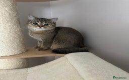 British Shorthair cats for sale: BSH Golden kittens  - Image 17