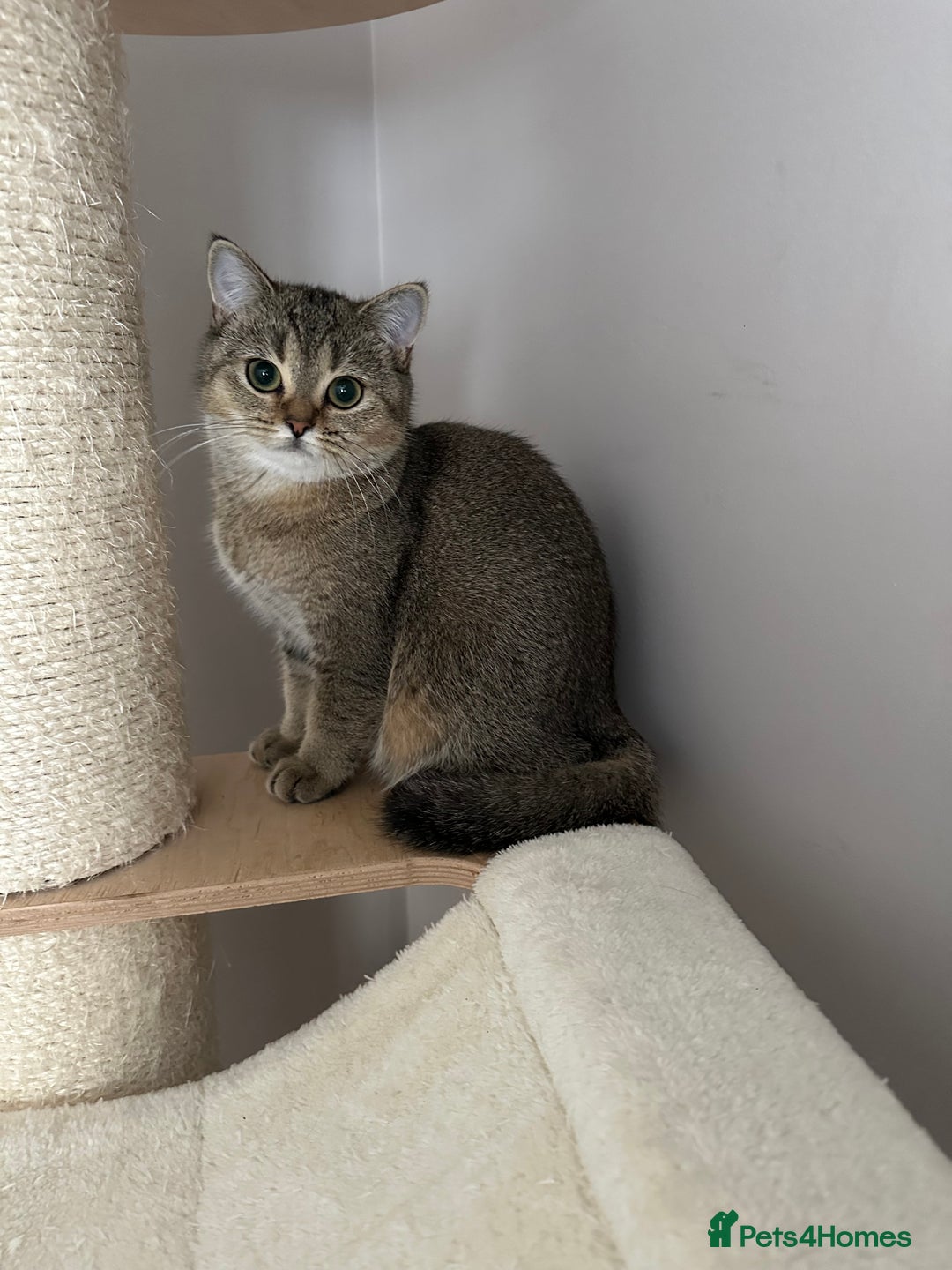 British Shorthair cats for sale: BSH Golden kittens  - Image 17