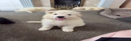 White Swiss Shepherd dogs for sale: 🐾 Swiss White Shepherd Puppies reduced 🐾 - Advert 11