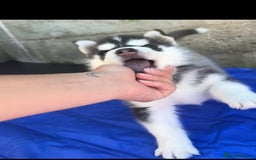 Siberian Husky dogs for sale: Gorgeous Siberian Husky pups %100 socialized - Advert 6