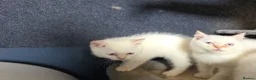 British Shorthair cats for sale: Beautiful British Shorthair girls available   in Basildon - Advert 33