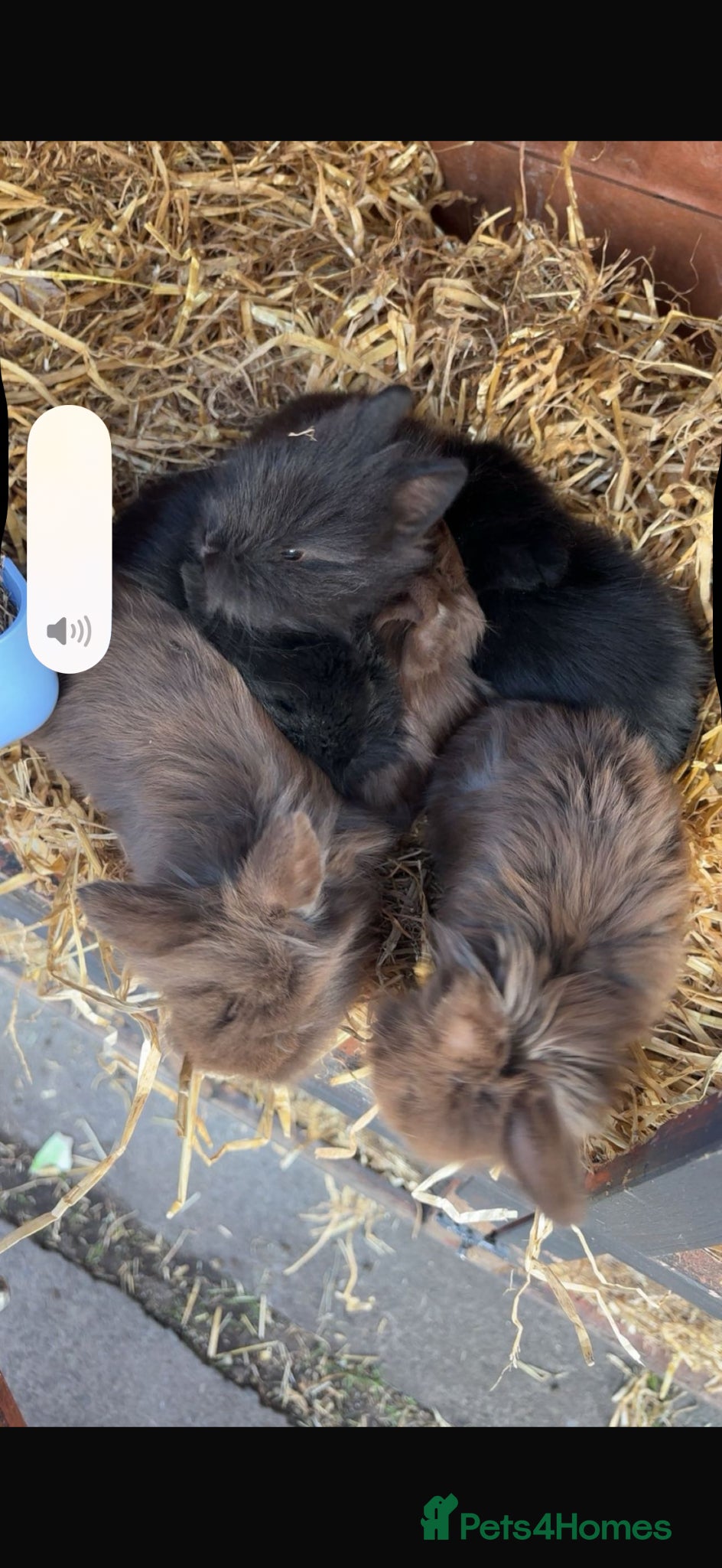 Mini Lion Lop rabbits Baby rabbits lion lop and lion heads  - Advert 1