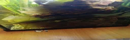 Other/Mixed Breed fish for sale: Mixed fish see description rehome urgently - Advert 5