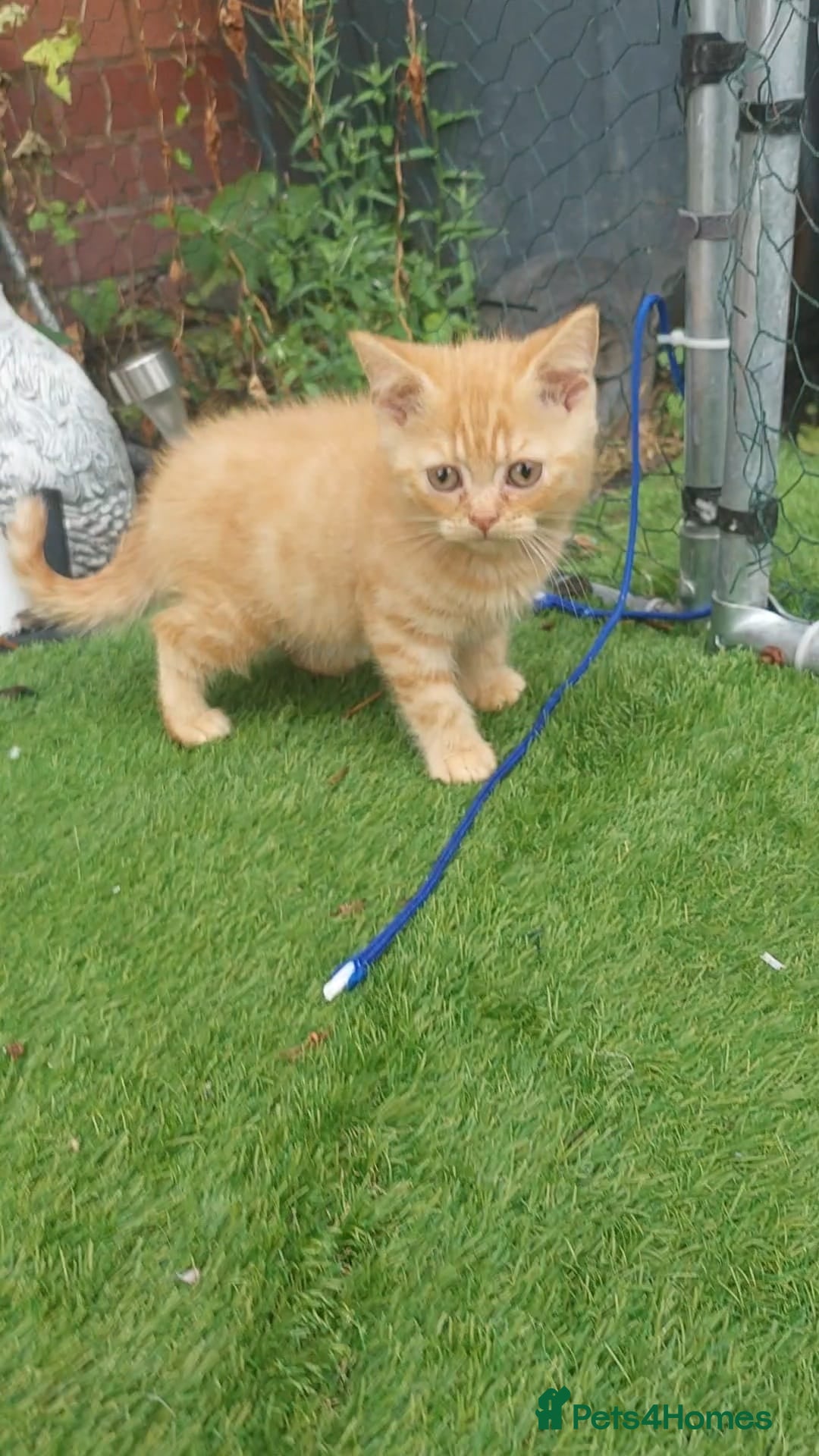 British Shorthair cats for sale:  ✨️ Joyful British Shorthair Kittens ✨️ - Image 6
