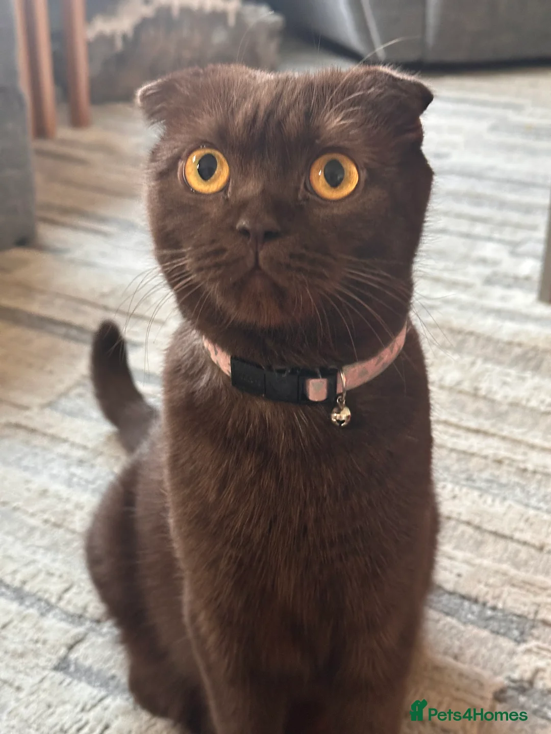Scottish Fold cats for sale: Rare chocolate Scottish Fold Cat 🐾 - Advert 4