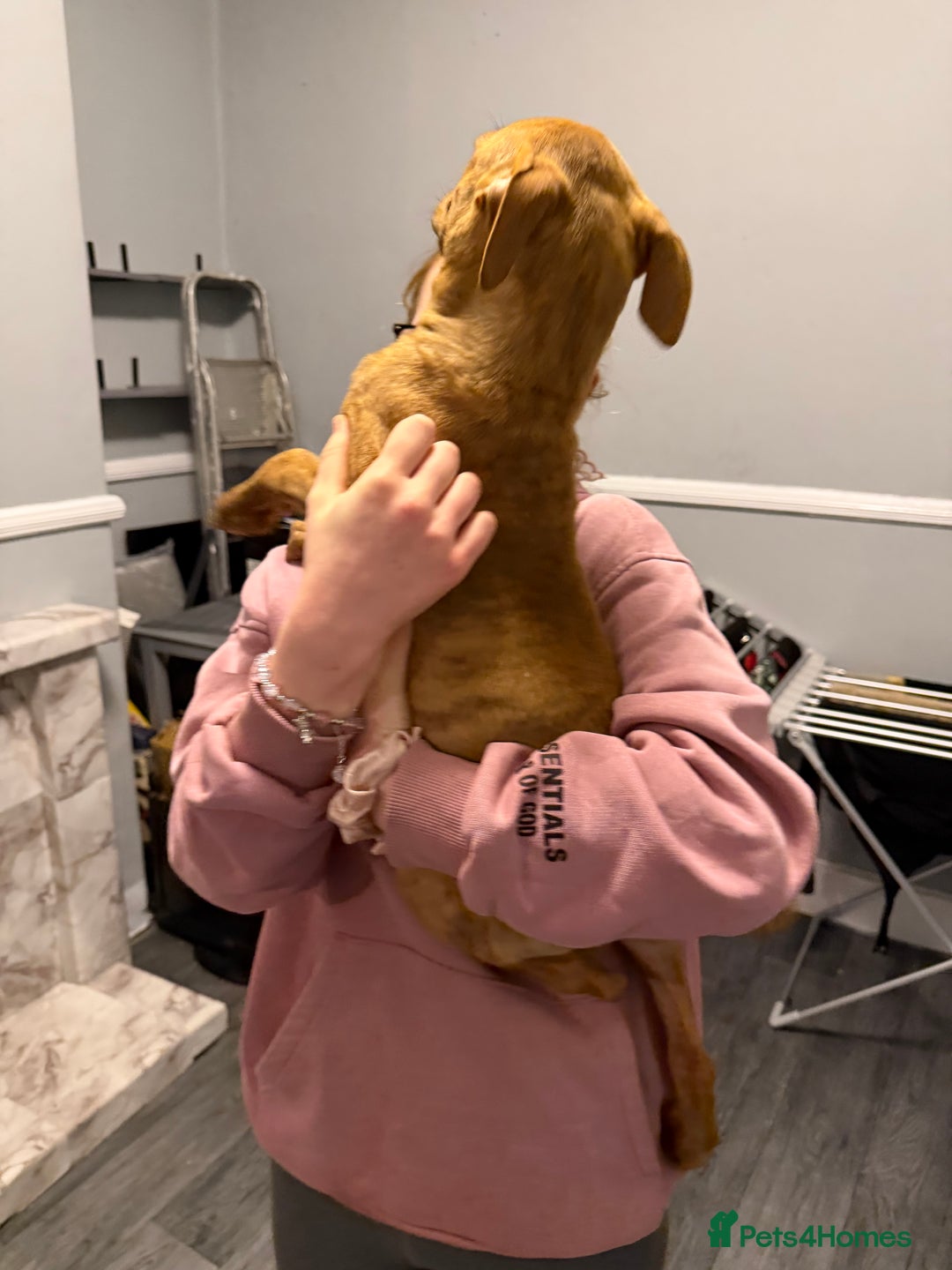 Staffordshire Bull Terrier dogs for sale: Female staff puppy - Advert 21