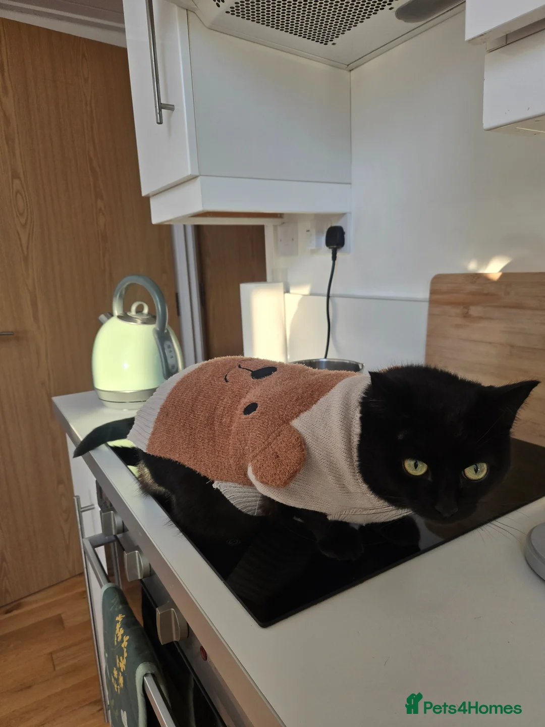 Mixed Breed cats for sale: 4 years old sweet in-house female  in Leicester - Advert 7