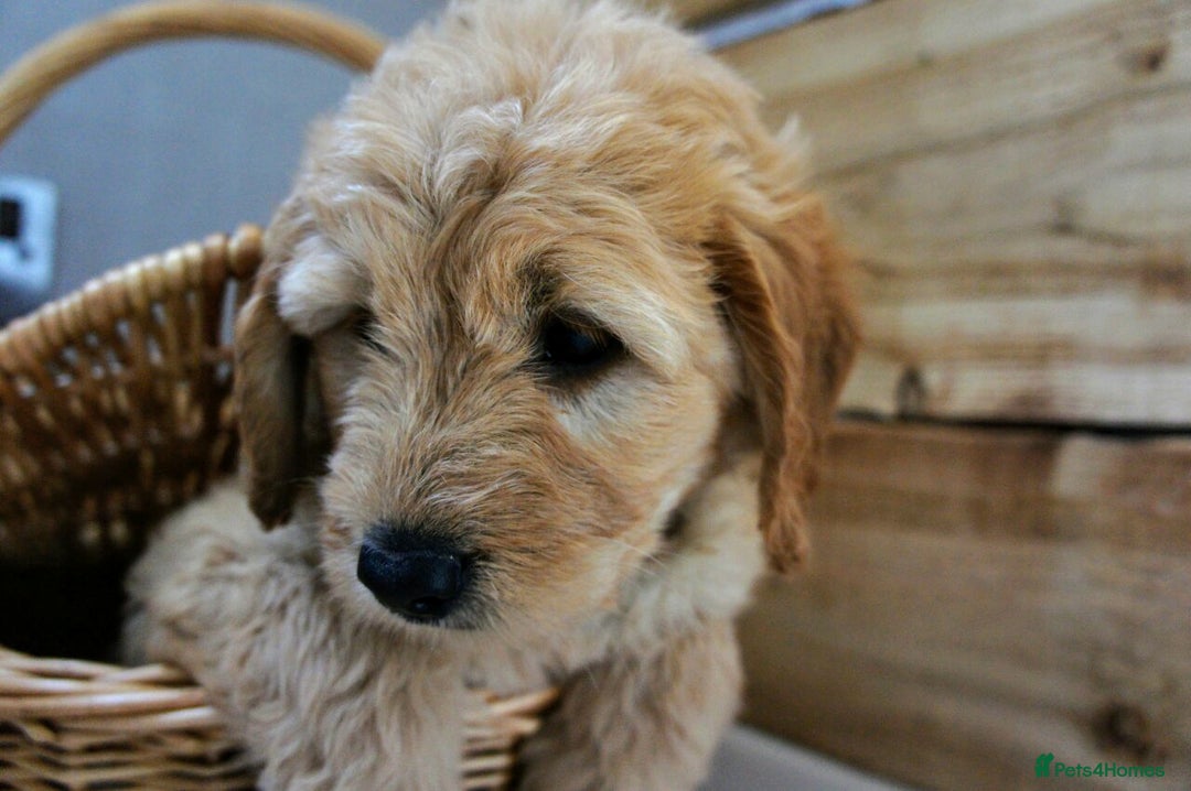Mini Goldendoodle dogs for sale: Superb home-bred F1 Mini Goldendoodles KC parents - Advert 11