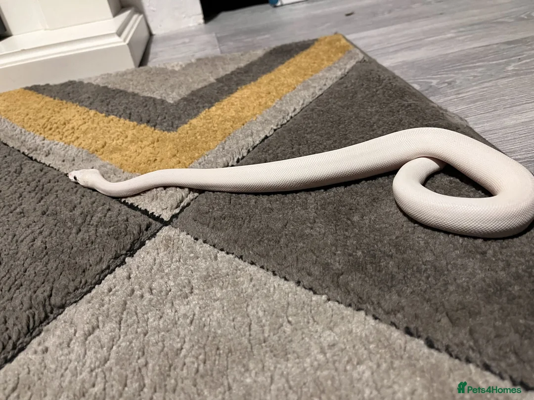 Snake reptiles for sale: Blue eyed lucy - Advert 3