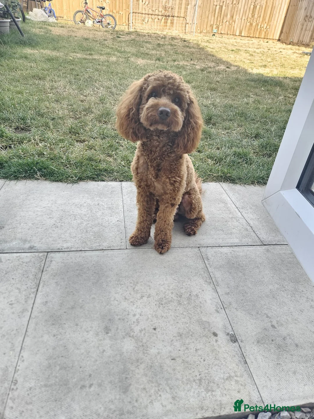 Cavapoo dogs for sale: 14 Month Old Male Cavapoo Looking for Forever Home in Mansfield - Advert 2