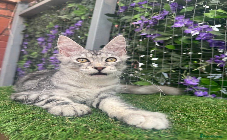 Maine Coon cats - Advert 7