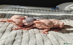 Sphynx cats for sale: Beautiful sphinx kittens  - Image 1