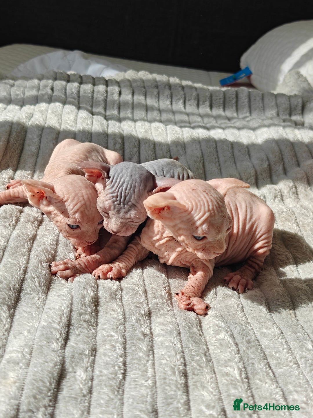 Sphynx cats for sale: Beautiful sphinx kittens  - Image 1