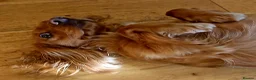 Cocker Spaniel dogs for sale: Beautiful red KC registered cocker spaniels  in Shrewsbury - Advert 1