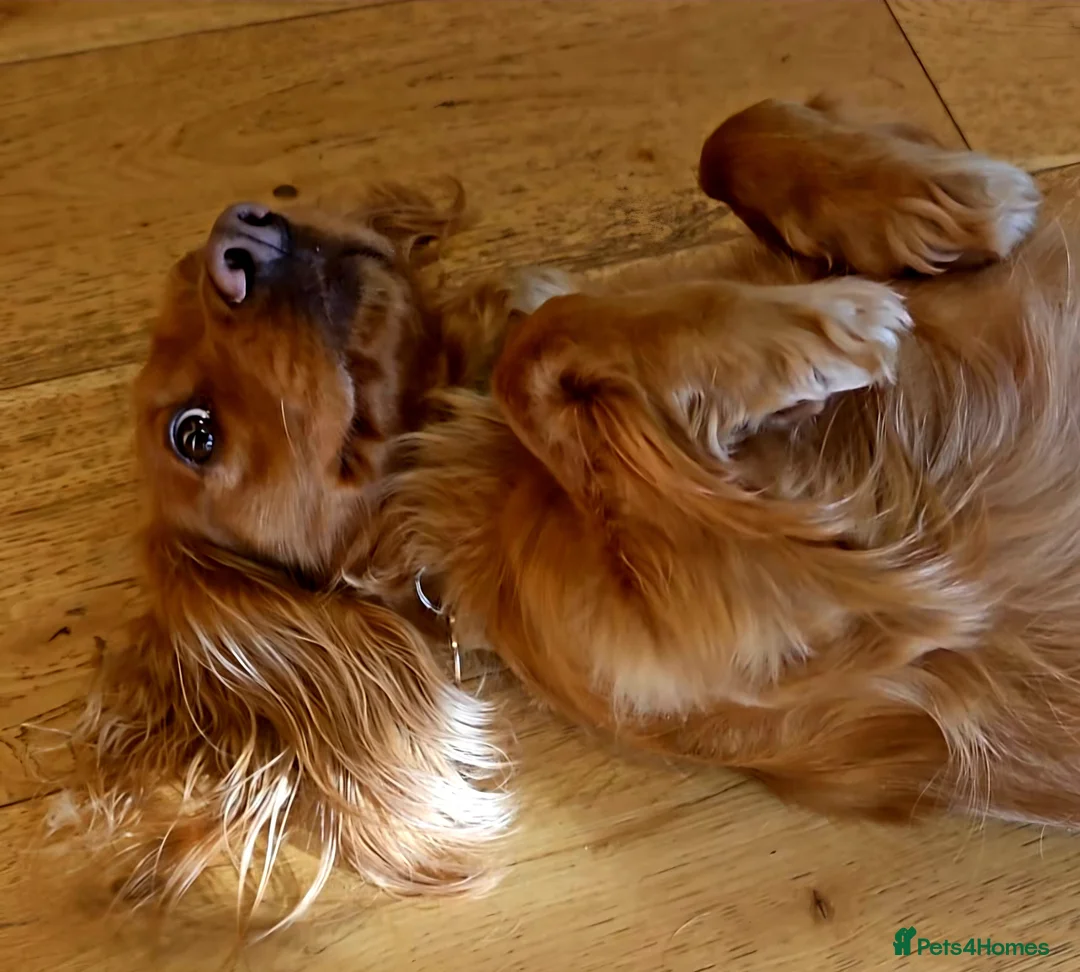 Cocker Spaniel dogs for sale: Beautiful red KC registered cocker spaniels  in Shrewsbury - Advert 1