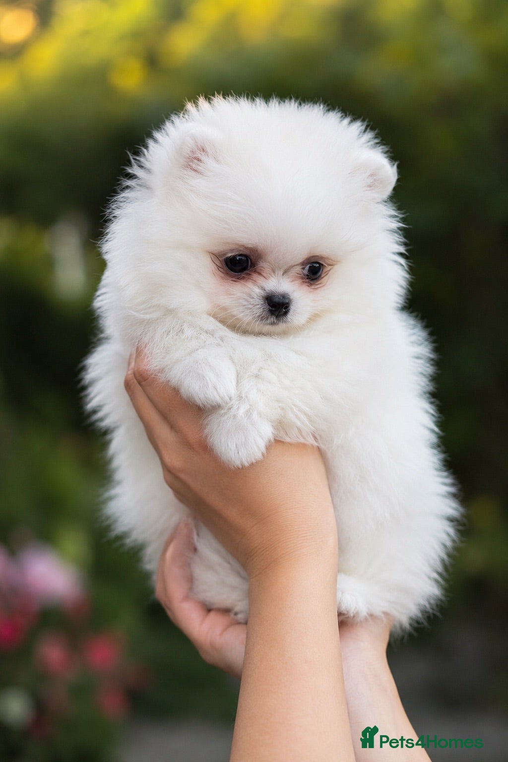 Pomeranian dogs CRYSTAL 💎  - Advert 1