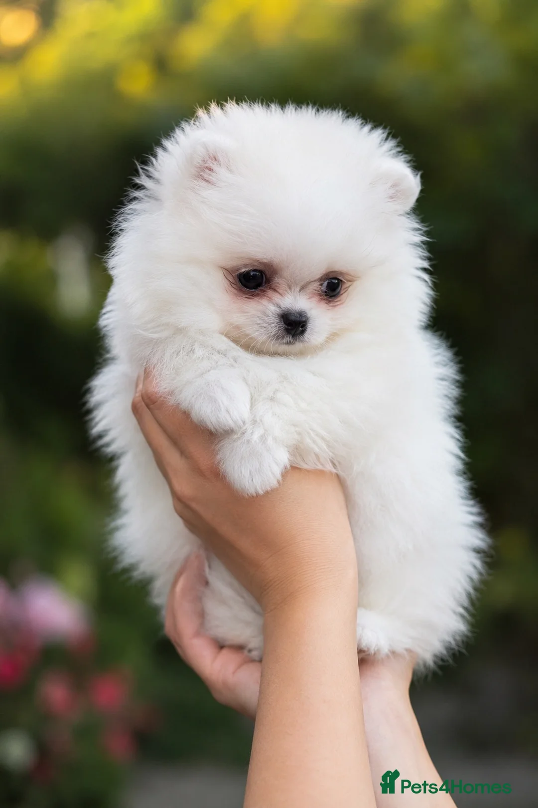 Pomeranian dogs for sale: CRYSTAL 💎  - Advert 1