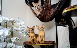 Abyssinian cats for sale: Elegant Abyssinian Kittens Champion Lines 🏆 🥇  - Image 15