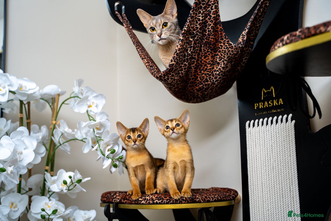 Abyssinian cats for sale: Elegant Abyssinian Kittens Champion Lines 🏆 🥇  - Image 15