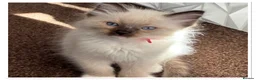 Ragdoll cats for sale: 6 cute pure breed Ragdoll kittens 2 boys 4 girls  - Advert 27