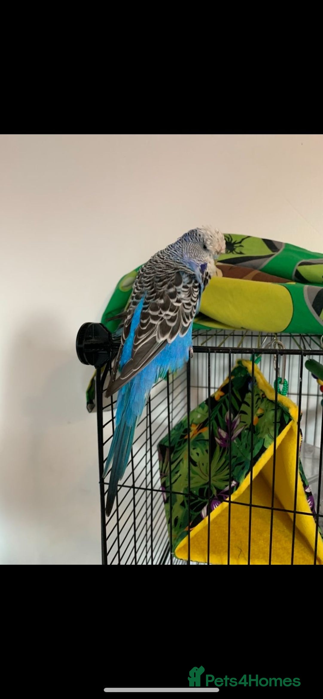 Canaries birds for sale: Budgies zebra finches  - Advert 2