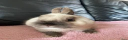 Netherland Dwarf rabbits for sale: Netherland dwarf rabbit  - Advert 4