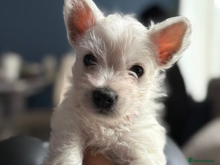 West Highland Terrier dogs Only 3 Westie Puppies Left – Ready for Homes Now! - Advert 12