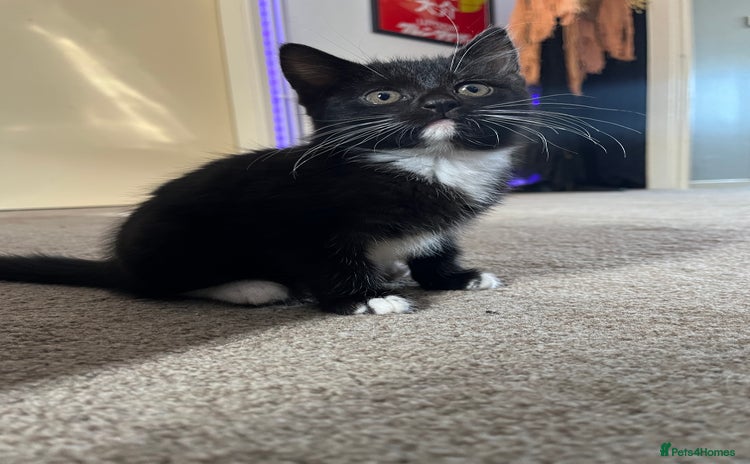 Domestic Shorthair cats - Advert 5