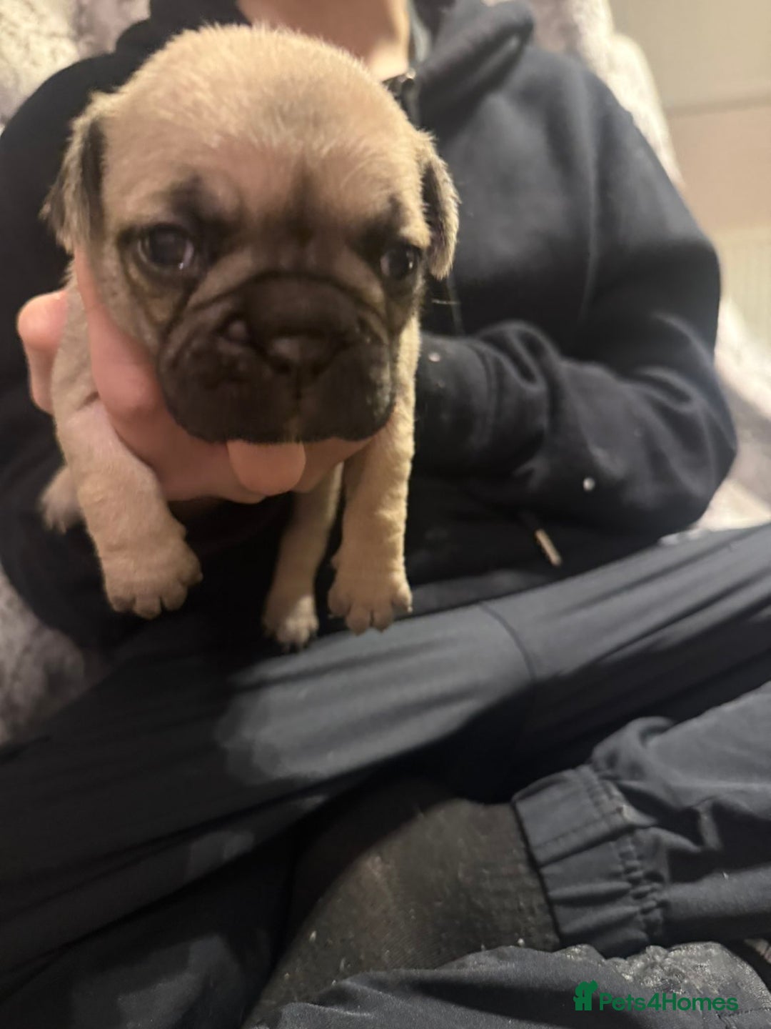 Frug dogs for sale: Frug puppies - Advert 7