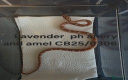 Corn Snake reptiles for sale: Cornsnake Hatchlings - Image 7