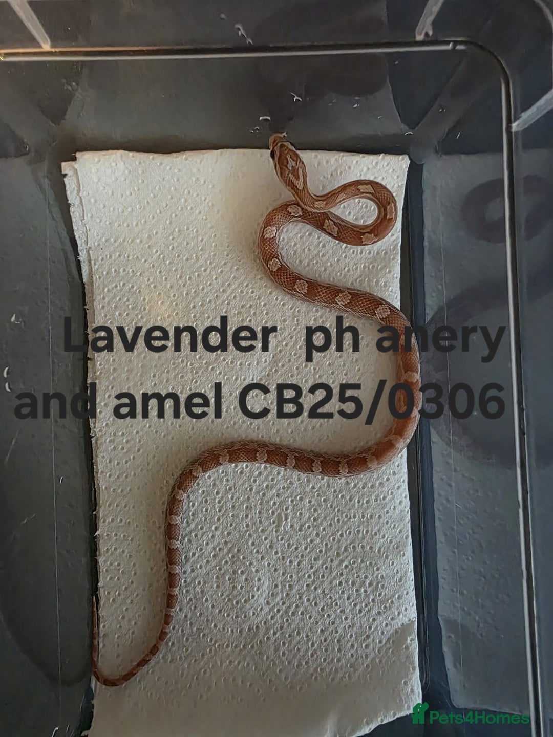 Corn Snake reptiles for sale: Cornsnake Hatchlings - Image 7