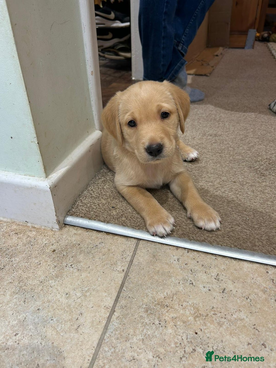 Goldador dogs for sale:  3 Very cute goldador female puppies  - Advert 8