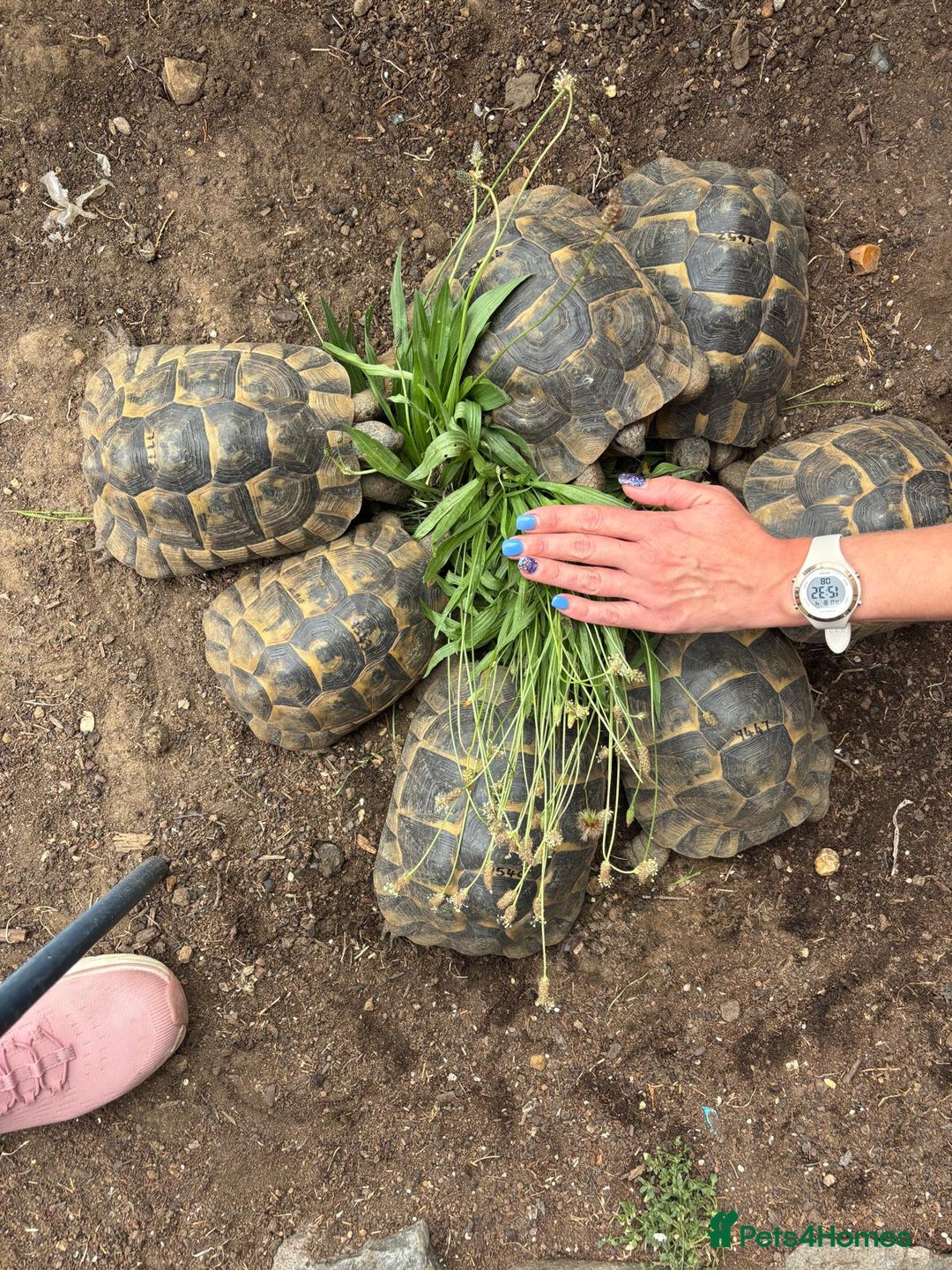 Tortoise reptiles for sale: Female suprthighs Adult Tortoises - Image 2