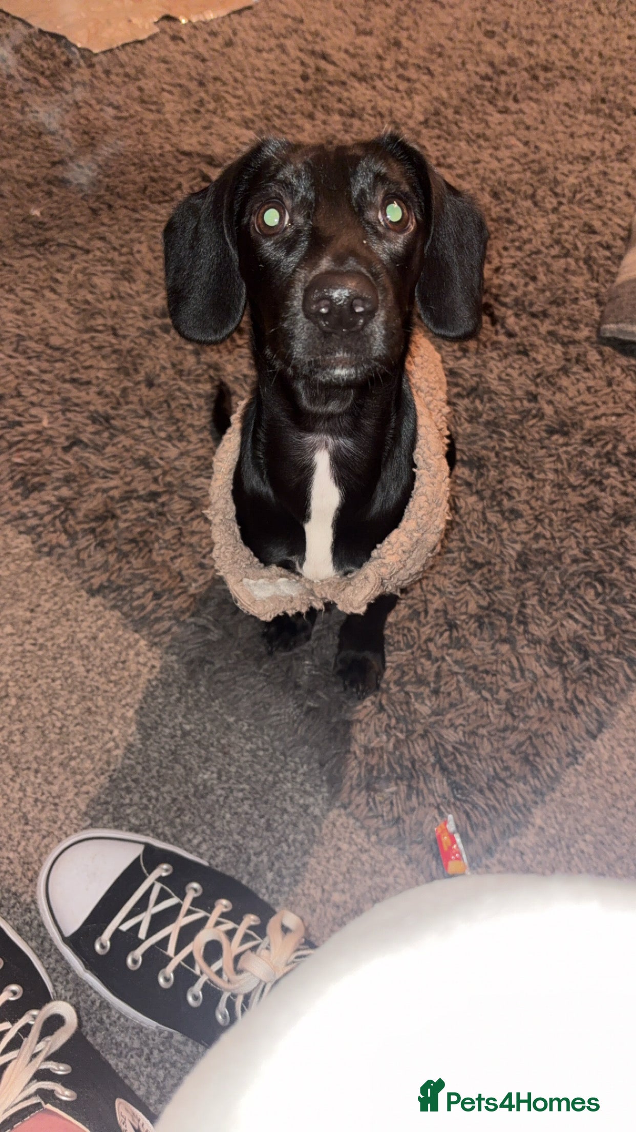 Mixed Breed dogs Miniature Dachshund X Springer Spaniel - Bitch - Advert 18