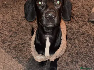 Mixed Breed dogs Miniature Dachshund X Springer Spaniel - Bitch - Advert 18