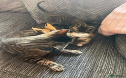 Mixed Breed cats for sale: Kittens - Image 3
