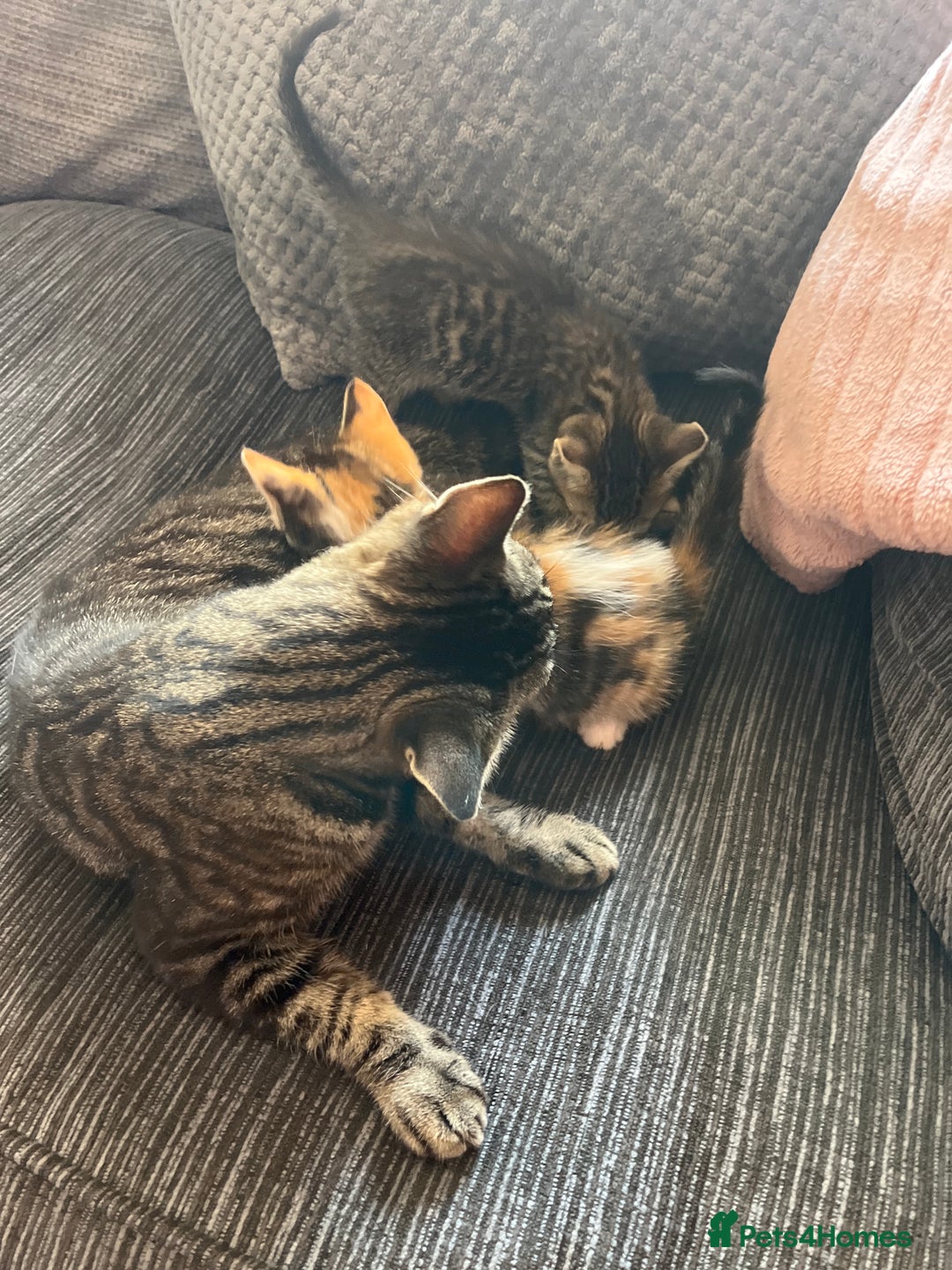Mixed Breed cats for sale: Kittens - Image 3