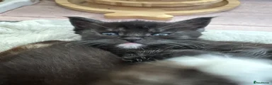Polydactyl Maine Coon Kitten 4