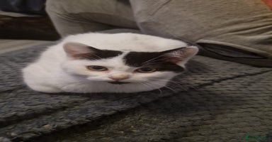 Selkirk Rex cats Tica registered pedigree selkirk rex kittens - Advert 11