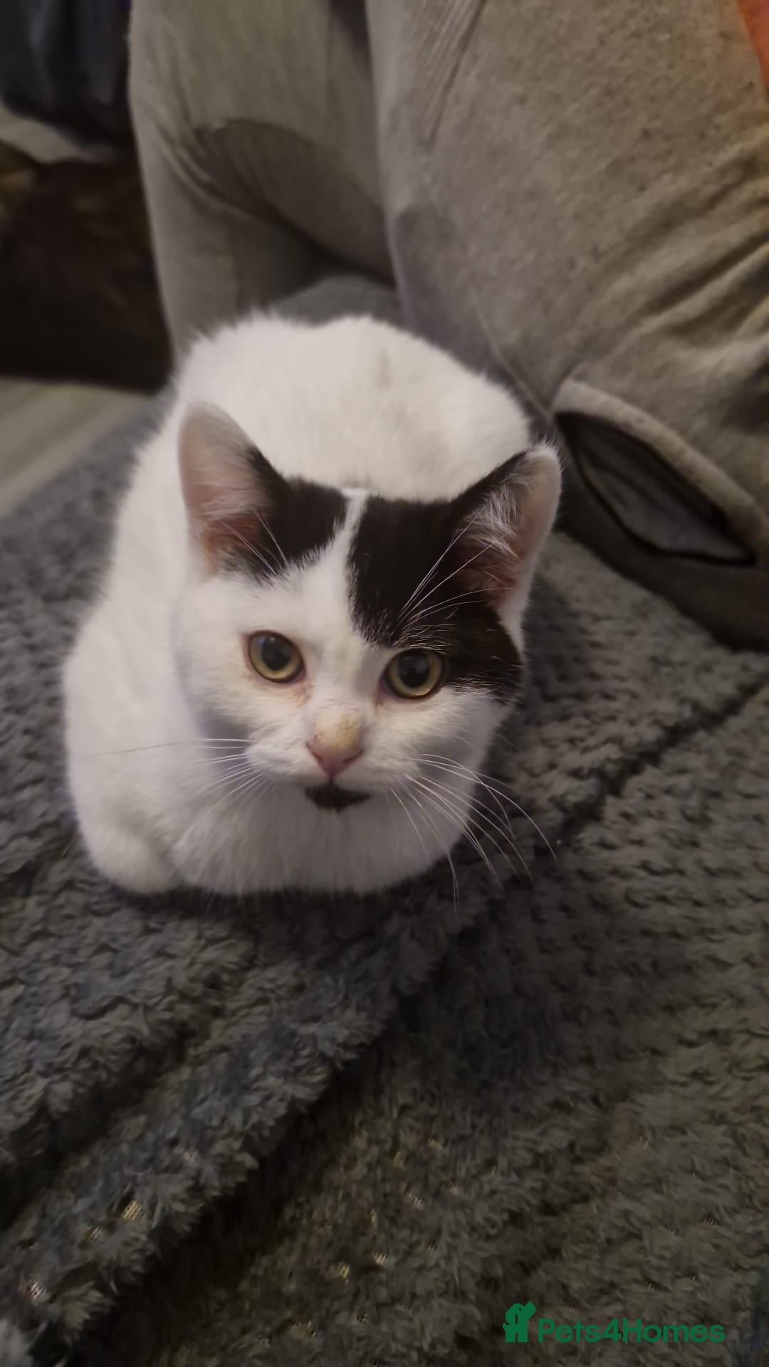 Selkirk Rex cats for sale: Tica reg  pedigree selkirk rex kittens ready now  - Advert 4