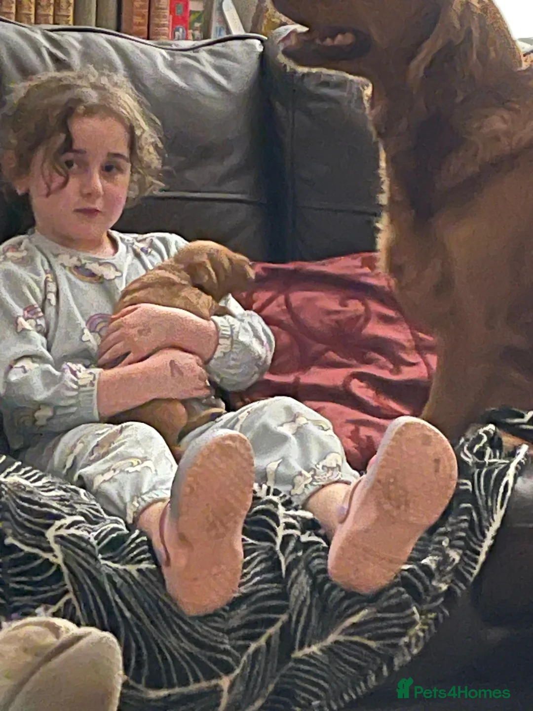 Golden Retriever dogs for sale: Beautiful dark golden retrievers KC Registered in Burgess Hill - Advert 2