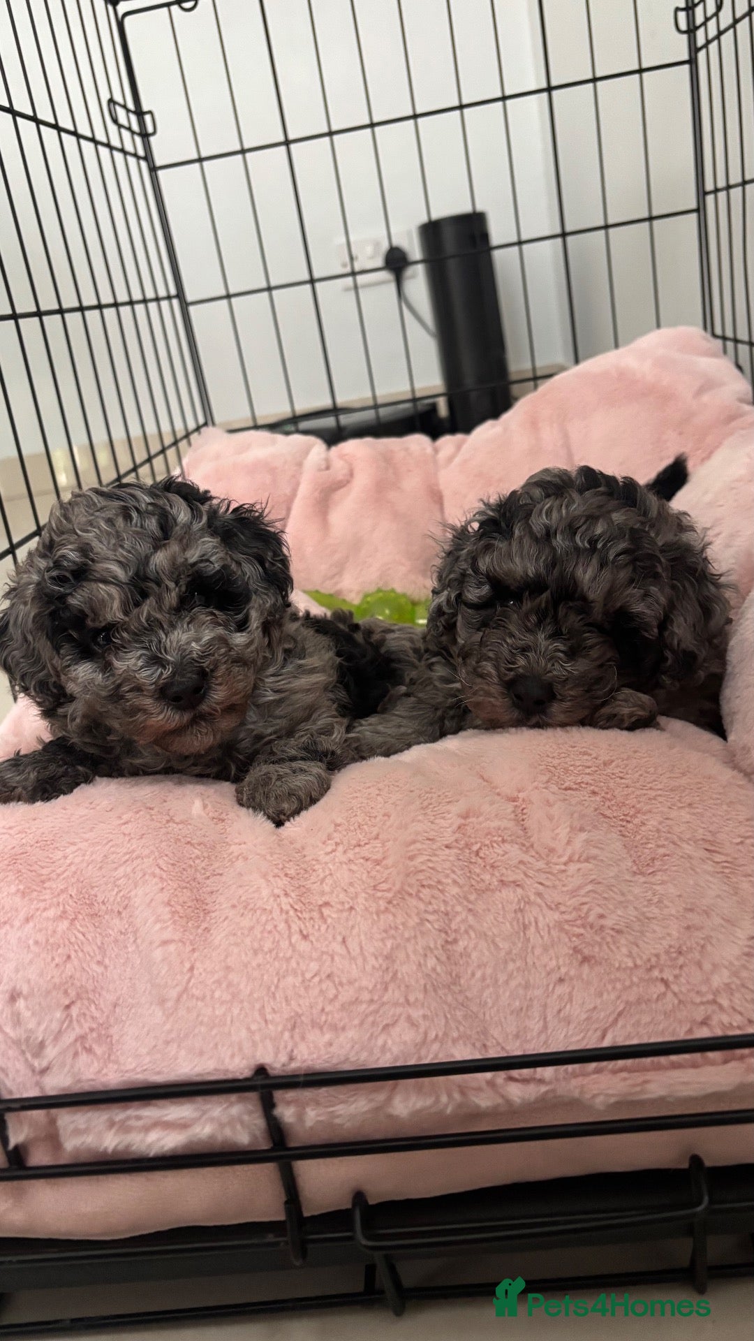 Mixed Breed dogs Miniature Poodles - Advert 8