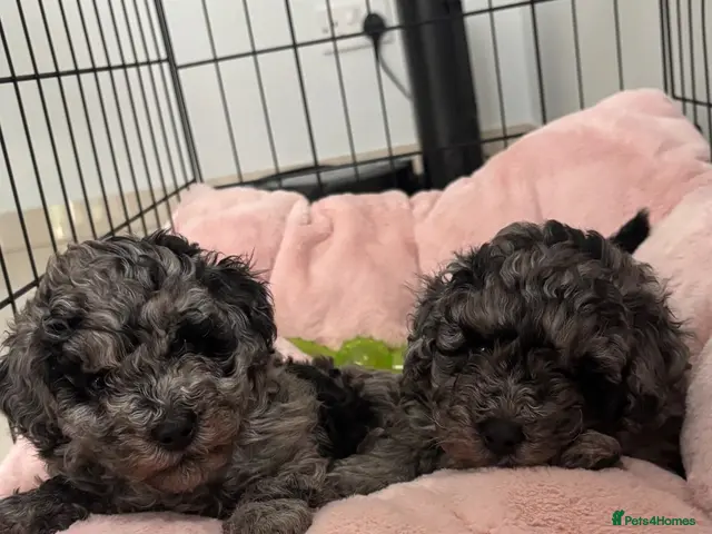 Mixed Breed dogs Miniature Poodles - Advert 2